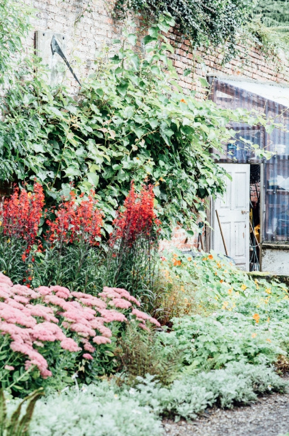 Late-summer border of sedum and crocosmia in front of the old glasshouse